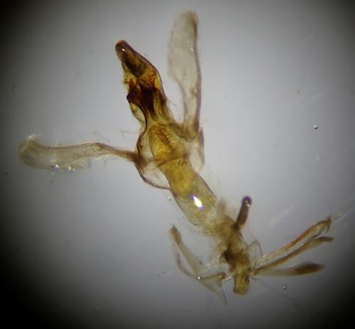 Réf. 262 408 : Elegia similella